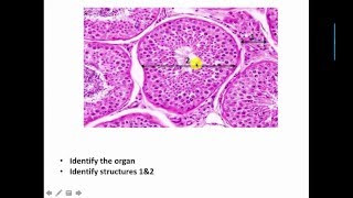 Revision of Male Genital System Histology Data Show 2016