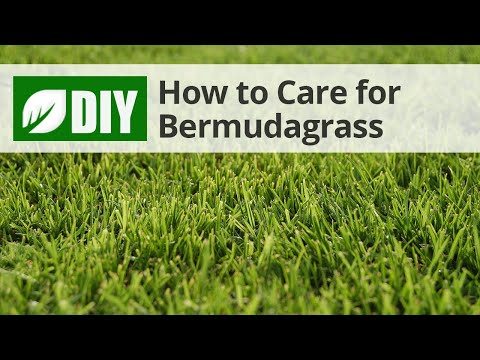  How to Care for Bermudagrass Video 