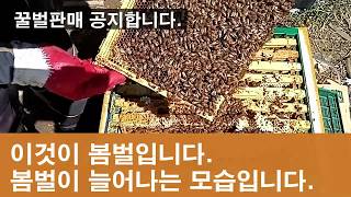 이것이 봄벌입니다. 봄벌이 늘어나는 과정을 보여드립니다.[꿀벌 판매 공지]