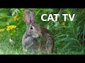 Rabbit Rabbit Rabbit 10 Hour Video For Pets On The First Of The Month Aug 01 2023