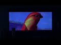 A Bug S Life Bird Chase