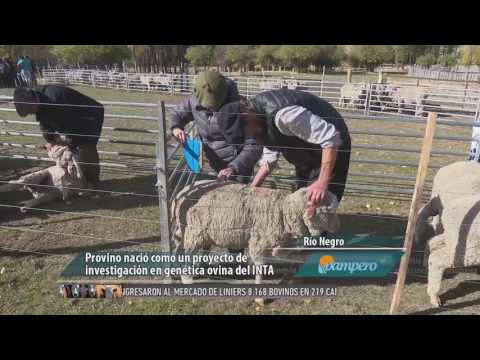 Los mejores ovinos Merino