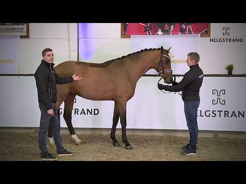 Straight Horse Finest Hour von Franklin / Zack - hengst geboren 2018 (GER)