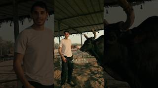 مناطحة الثيران في عمان 🐃🇴🇲💀