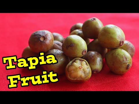 TAPIA - Extremely RARE fruit in MADAGASCAR - Weird Fruit Explorer Ep. 366