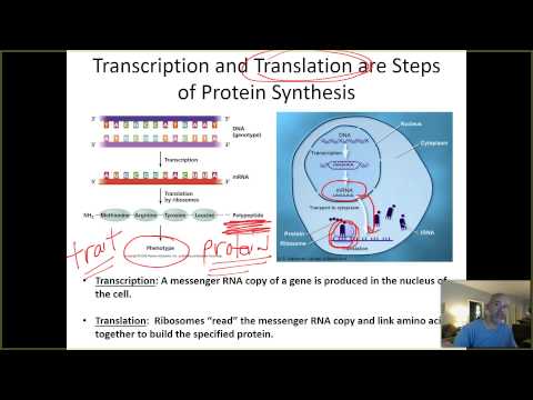 BIO 201 - UNIT 2 - ADDITIONAL - GENES AND PROTEINS