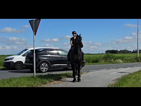 Stal Okkema's Saeke - Ulbe x Sipke - Gelding - 2021 - 1.60m