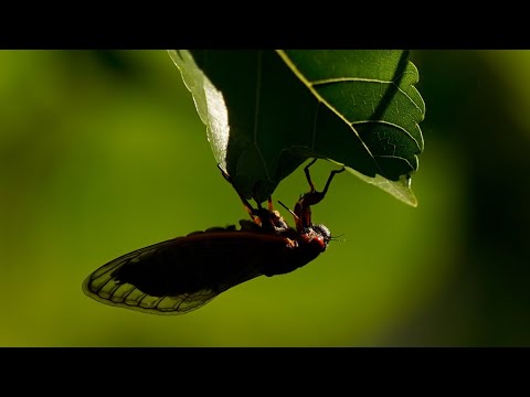 Historic summer phenomenon coming to central Illinois as cicadas emerge