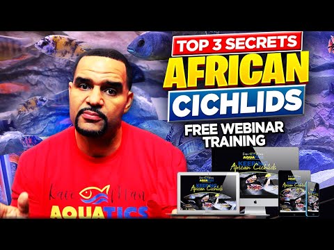 Before You Buy African Cichlids, Watch This