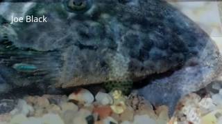 Pez limpia vidrios. Plecostomus. Alimentación.