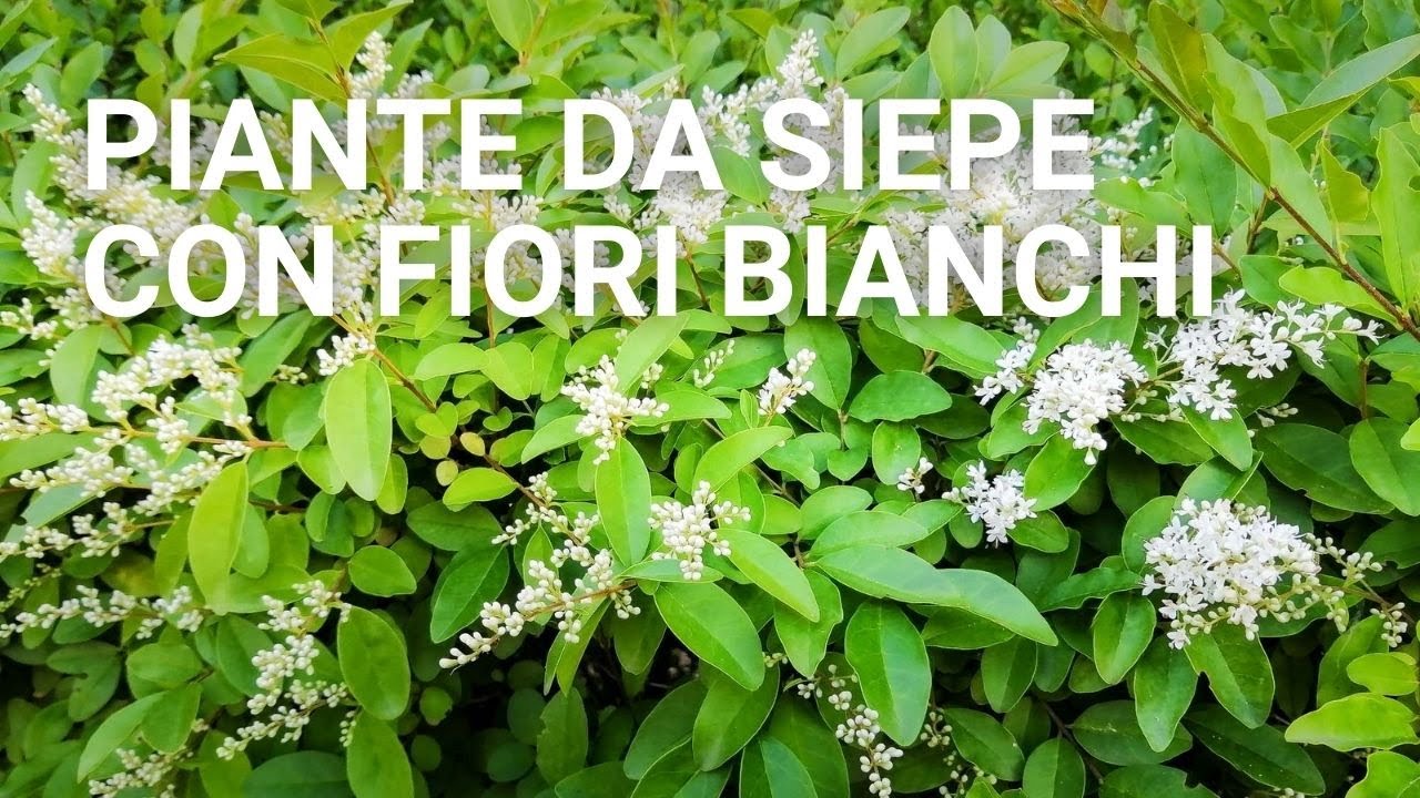 Siepe con fiori bianchi