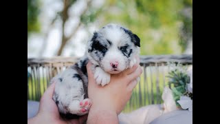 Video preview image #2 Border Collie Puppy For Sale in STRAFFORD, MO, USA