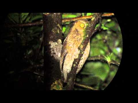 Bare-shanked Screech-Owl — Darién, Panama