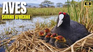 AVES QUE DOMINAM A ÁFRICA |  Beleza Mortal nas Savanas Selvagens | Documentário