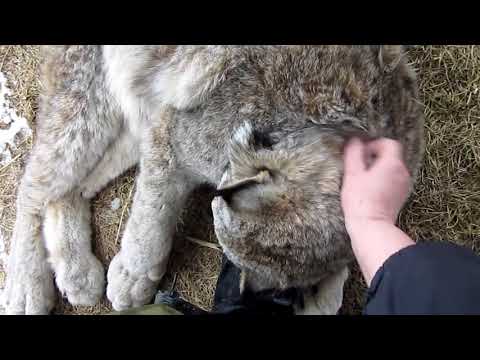 Max Canada Lynx & the Sweet Spot
