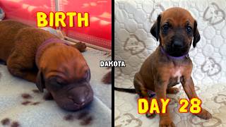 Video preview image #1 Labrador Retriever-Rhodesian Ridgeback Mix Puppy For Sale in FRESNO, CA, USA