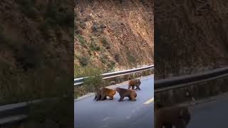 Monkey Mischief on the Highway: Tourist vs. Cheeky Primates!
