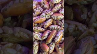 Download lagu How can it be made into peyek #yutuk #yuyutuk #undurundurlaut #ocean #fish mp3