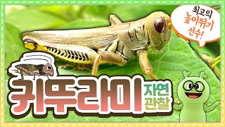자연관찰 귀뚜라미ㅣ최고의 높이뛰기 선수!ㅣ자연관찰ㅣ곤충백과ㅣ튼튼영어ㅣ베이비리그ㅣ규리앤프렌즈