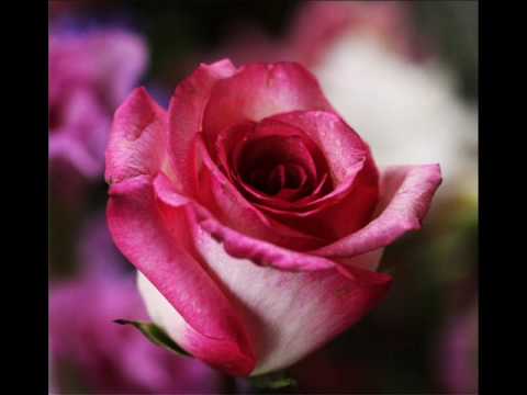 Mickey Gilley   I Overlooked an Orchid