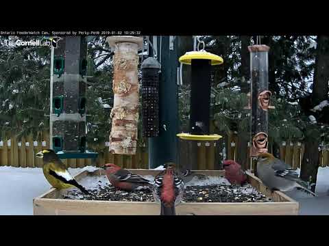 Evening Grosbeak Joins Pine Grosbeaks On Cold Day In Maintouwadge, ON – Jan 2, 2019