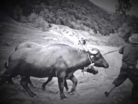 103010773 680433612502131 8384121761823686425 n