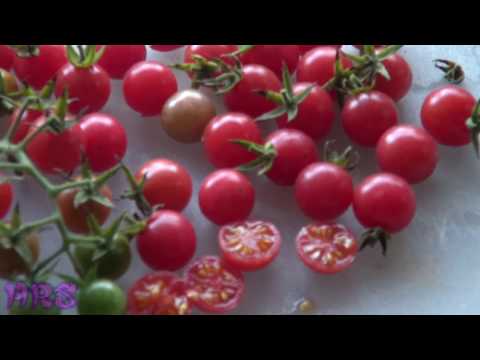 , title : '⟹ Everglades Tomato | Solanum pimpinellifolium | Tomato review 2018'