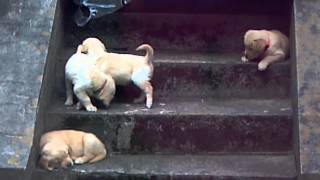 preview picture of video 'Cali's puppies'