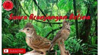 Download lagu Suara Burung Branjangan Betina dan Terapi Air mp3 Download lagu Suara Burung Branjangan Betina dan Terapi Air mp3