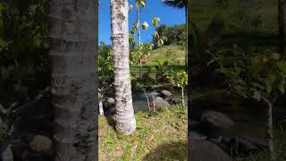 Download lagu pemandangan indah udara sejuk di desa belimbing pupuan tabanan bali 😍 mp3