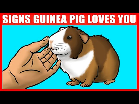 YouTube video about: How to know if your guinea pig likes you?