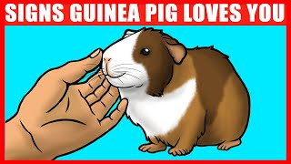 12 Signs Your Guinea Pig Really Loves You