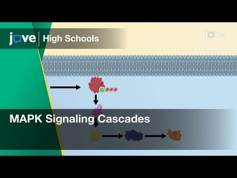 MAPK Signaling Cascades | Cell Bio | Video Textbooks - Preview