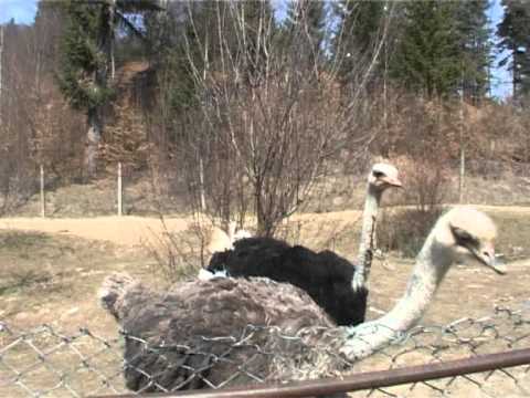 VIATA IN ARMONIE - MANASTIREA NECHIT - NEAMT - (II) - 03.04.2010