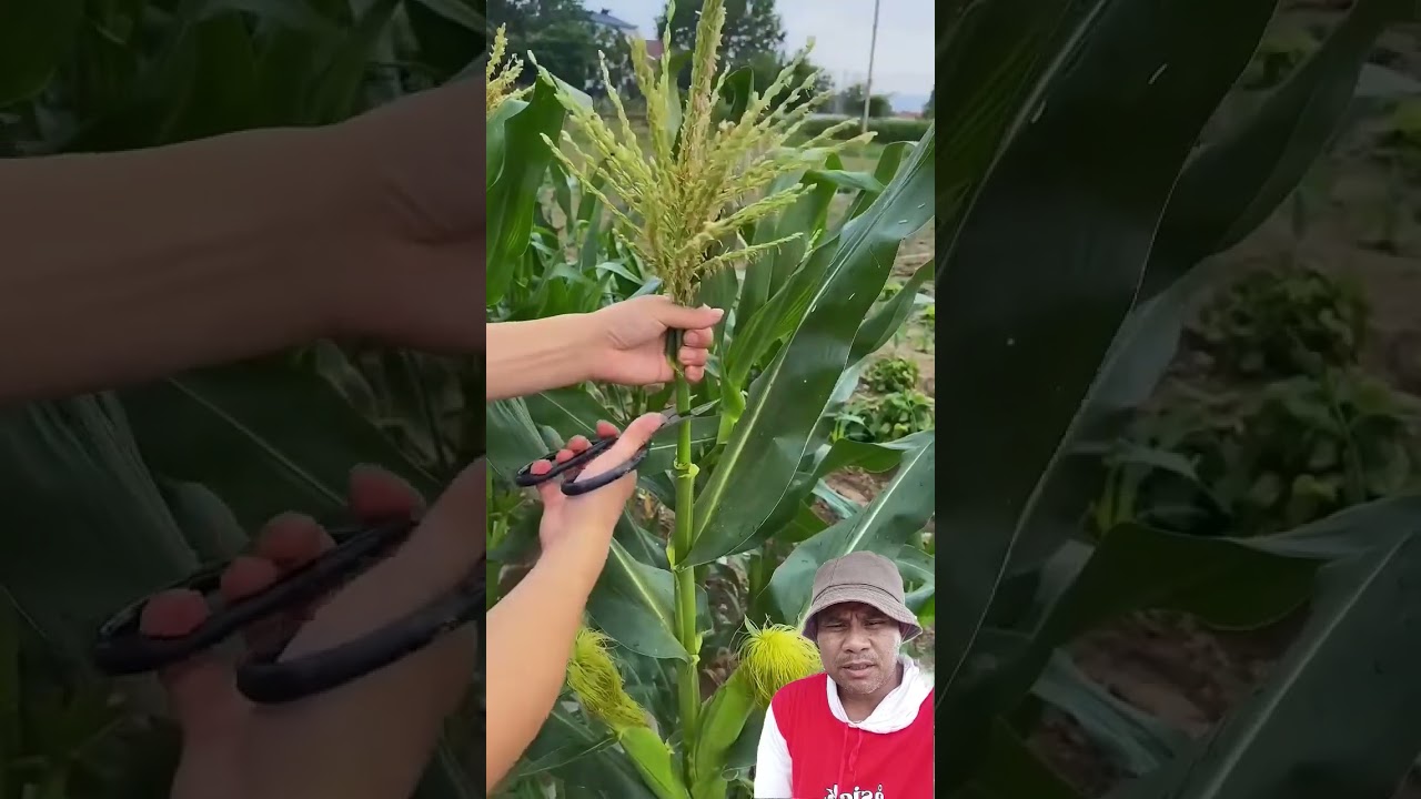 corn planting process for big fruit.. #easyfarming #farming #satisfying #agriculture #gardeningtips