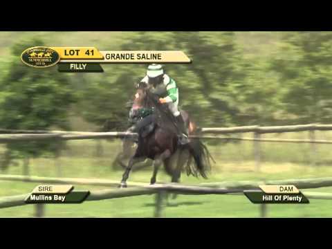 LOT 41 - GRANDE SALINE (Mullins Bay - Hill Of Plenty) Filly