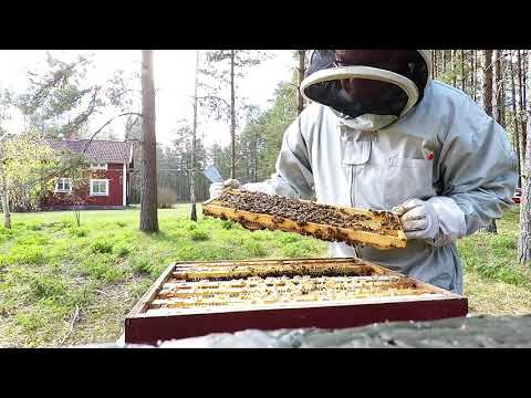 Vårinspektion av biodling 2020