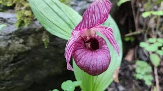 Rare wild orchid population found in Hebei nature reserve