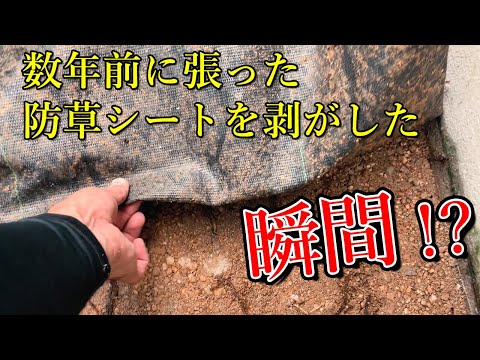 果樹の根元に砂利を置く：いつ、どのように置くのですか？  庭園