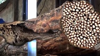 Download lagu 110 seconds before disaster damaged wood at the sawmill occurred mp3