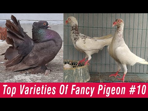 , title : 'Top Varieties Of Fancy Pigeon #10'