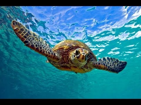 image-How much does a male green sea turtle weigh?