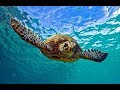 Facts: The Green Sea Turtle