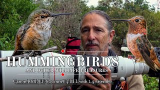 Hummingbirds and other wildlife treasures at Kenneth Hahn park - Canon R6 mark II at 840mm