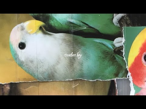 PRO TEENS | Feather boy (Official Video)