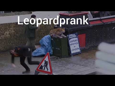Leopard Prank so fuuny