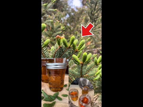 🔥How to make Honey using Spruce Tips‼️ Easy Spruce Tips Syrup‼️Homemade Syrup/honey Recipe‼️