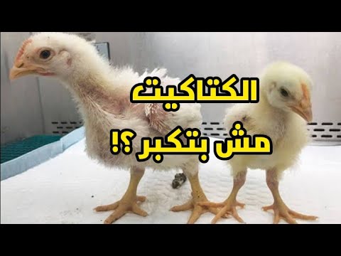, title : 'تأخر نمو الكتاكيت ( الكتاكيت مش بتكبر ) !! الأسباب وطرق الوقاية والعلاج ؛ القضاء نهائياً علي السردة'