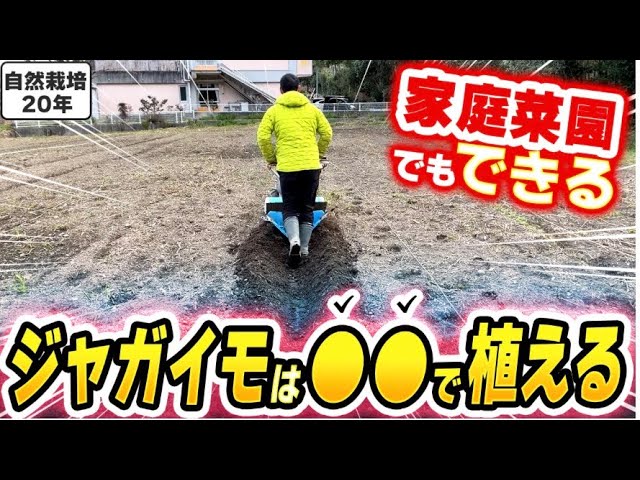 ジャガイモ増収と省力植え付けのコツ