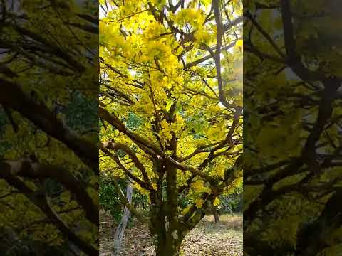 mai vàng tàn tự nhiên 2022.ace cần lh 0984.516.616